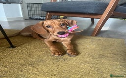 Mixed Breed dogs for sale: Hungarian Vizsla Mix - Image 1