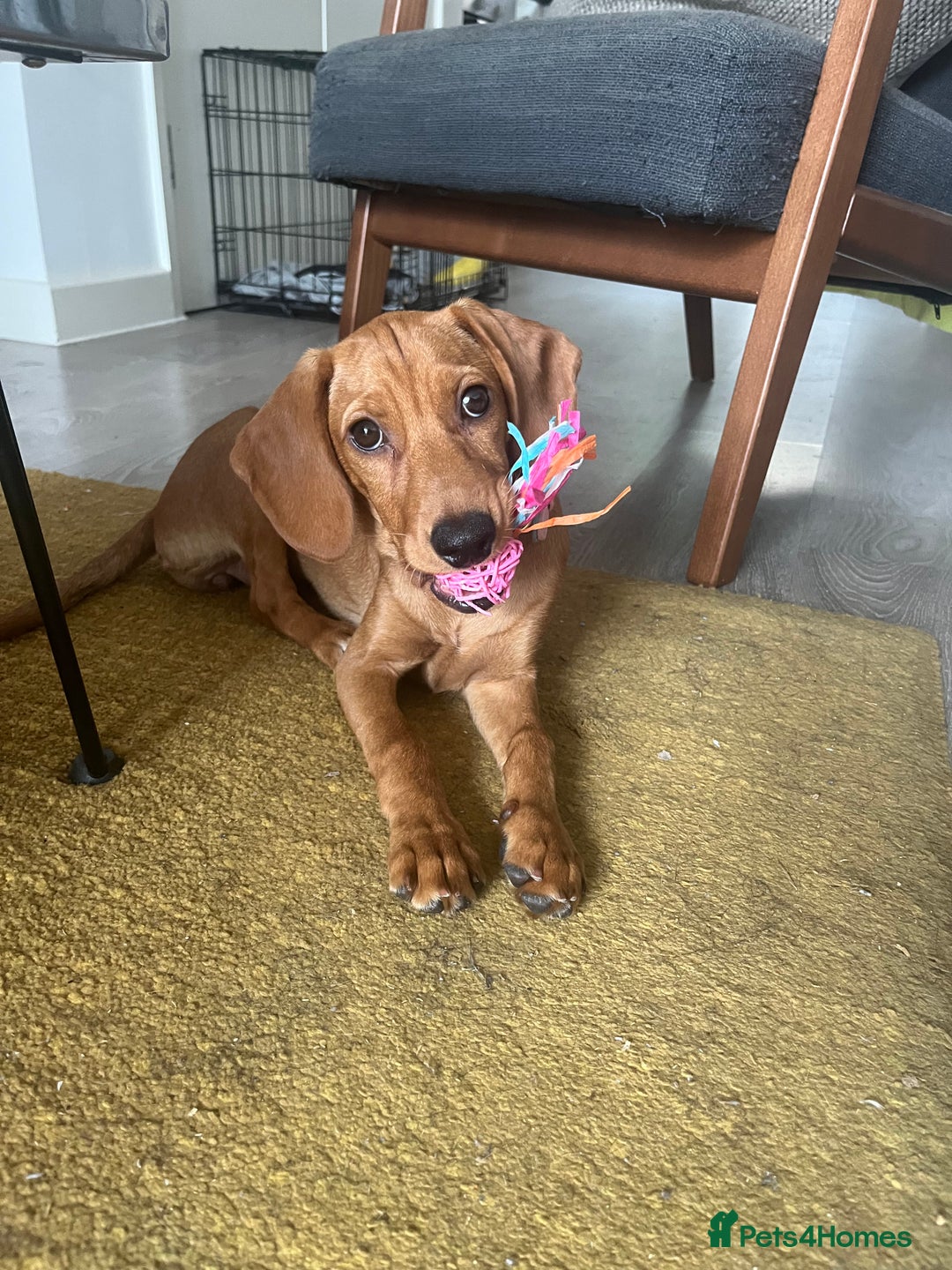 Mixed Breed dogs for sale: Hungarian Vizsla Mix - Image 1