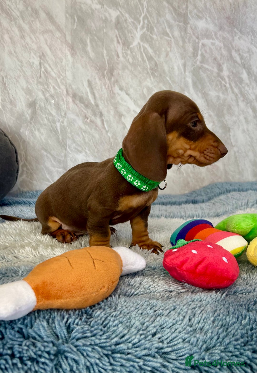Miniature Dachshund dogs for sale: Miniature dachshund puppies  - Image 28