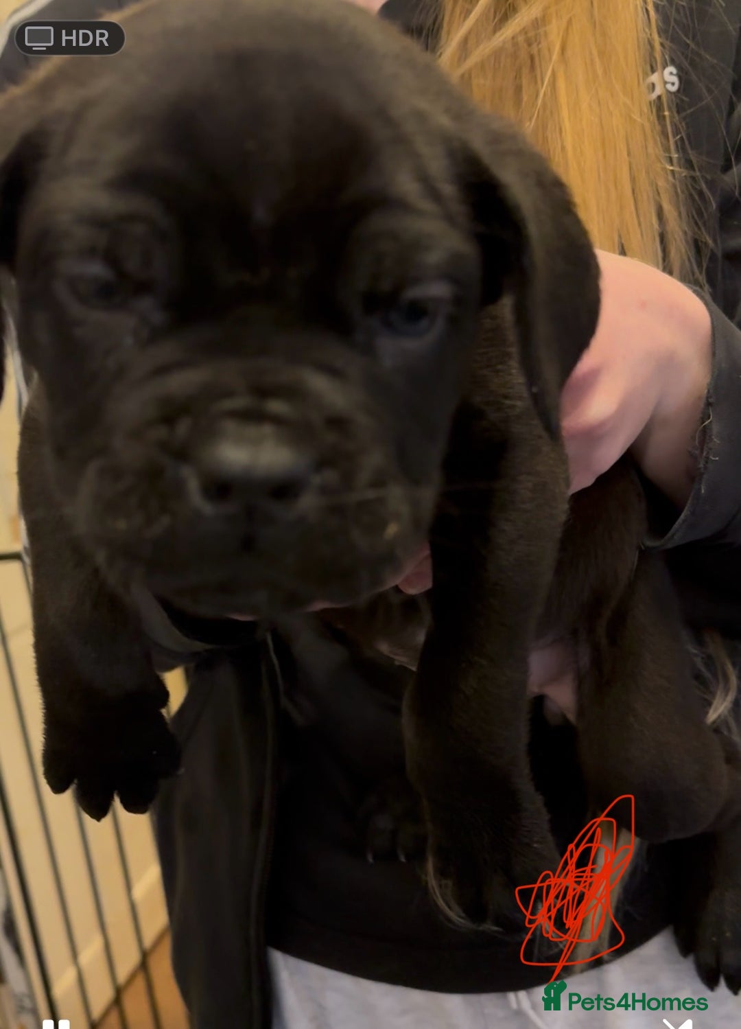 Cane Corso dogs for sale: Cane Corse Puppies - Advert 4