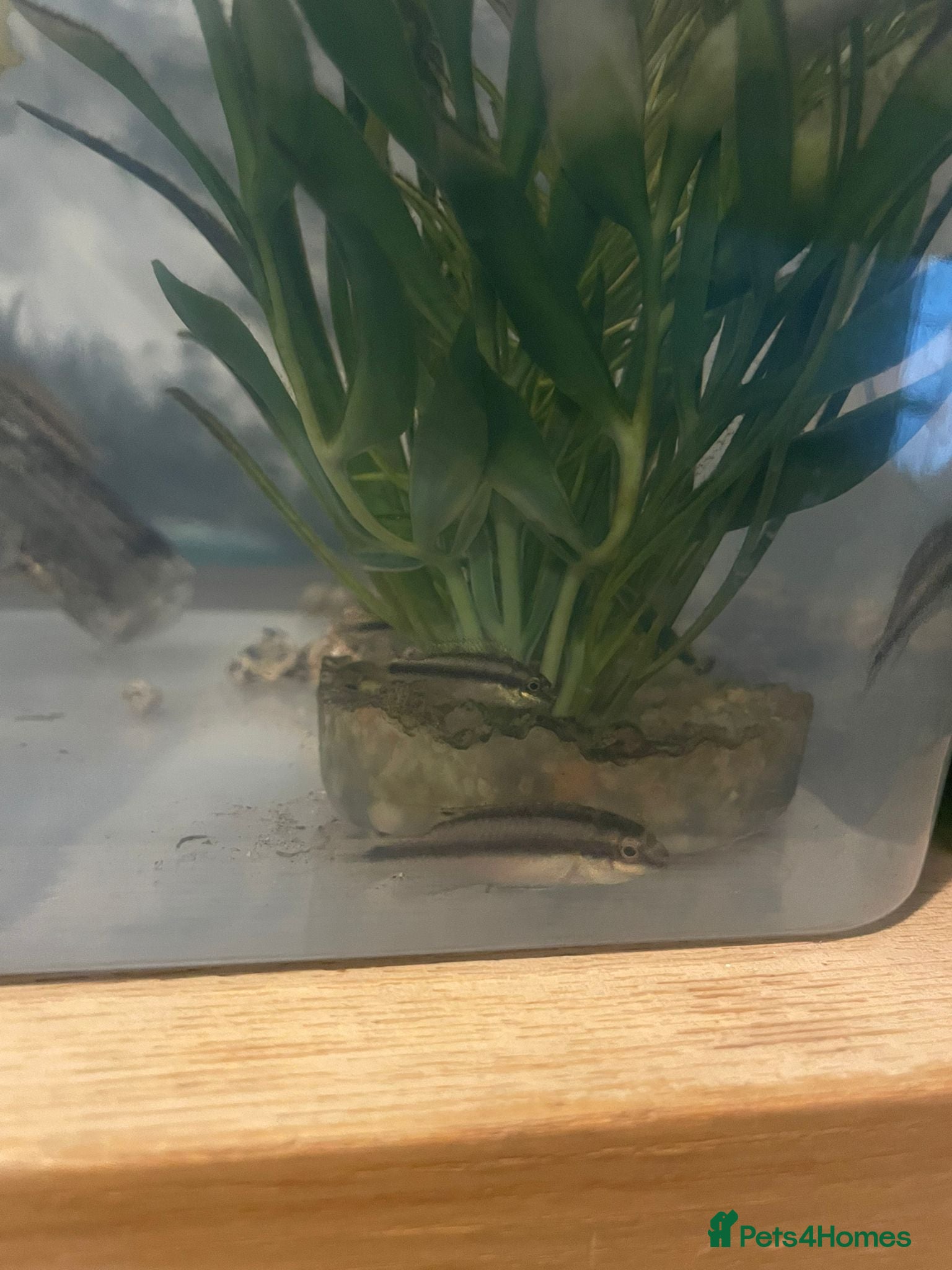 Cichlids fish Rainbow Kribs - Advert 1