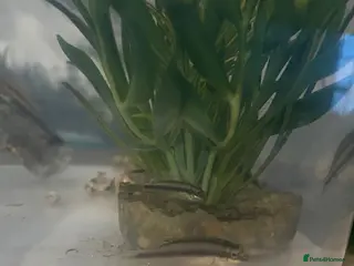 Cichlids fish Rainbow Kribs - Advert 1