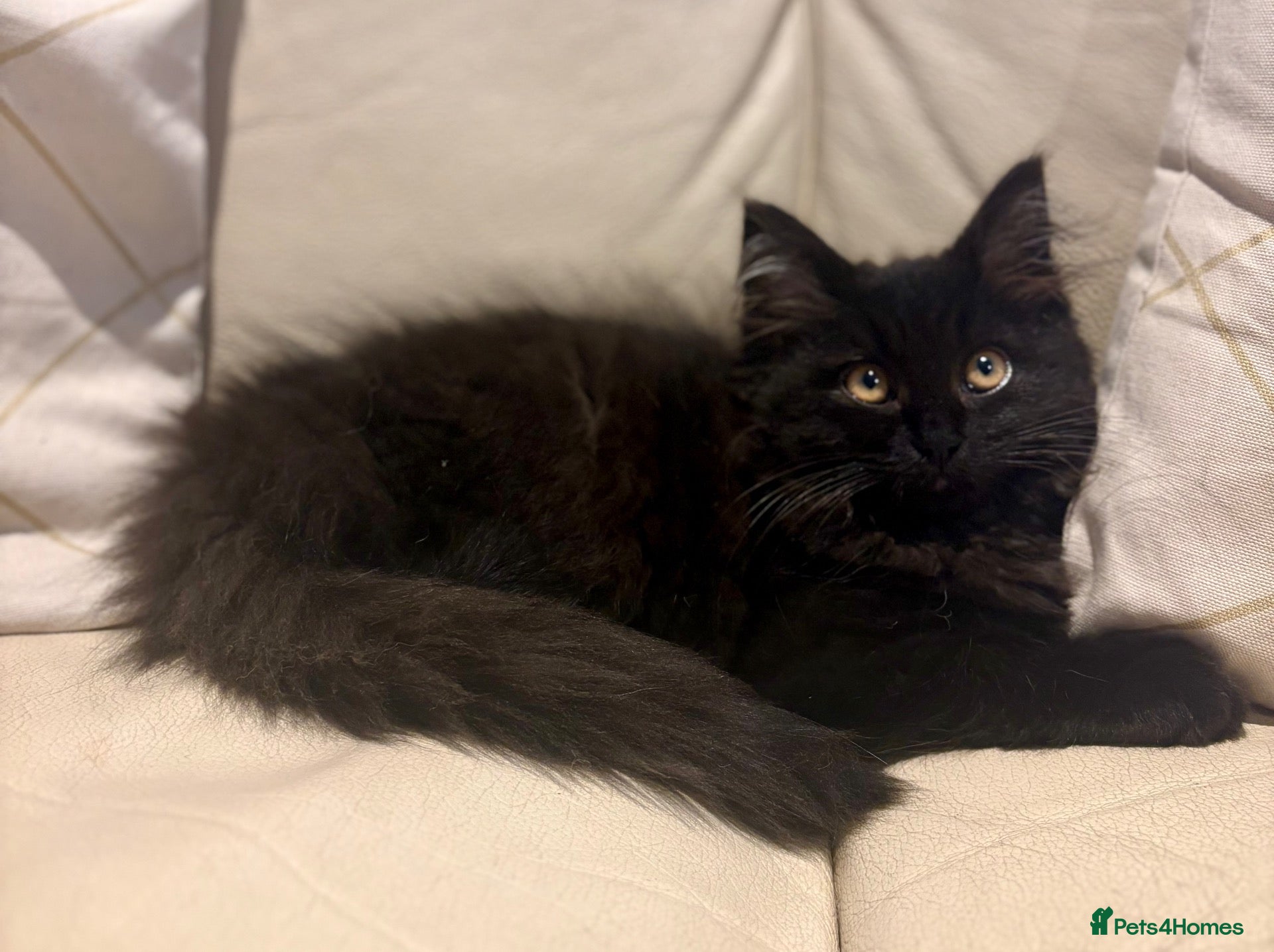Mixed Breed cats Persian and British shorthair mix - Advert 2