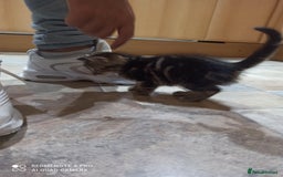 British Shorthair cats for sale: Beautiful tabby kittens - Image 23
