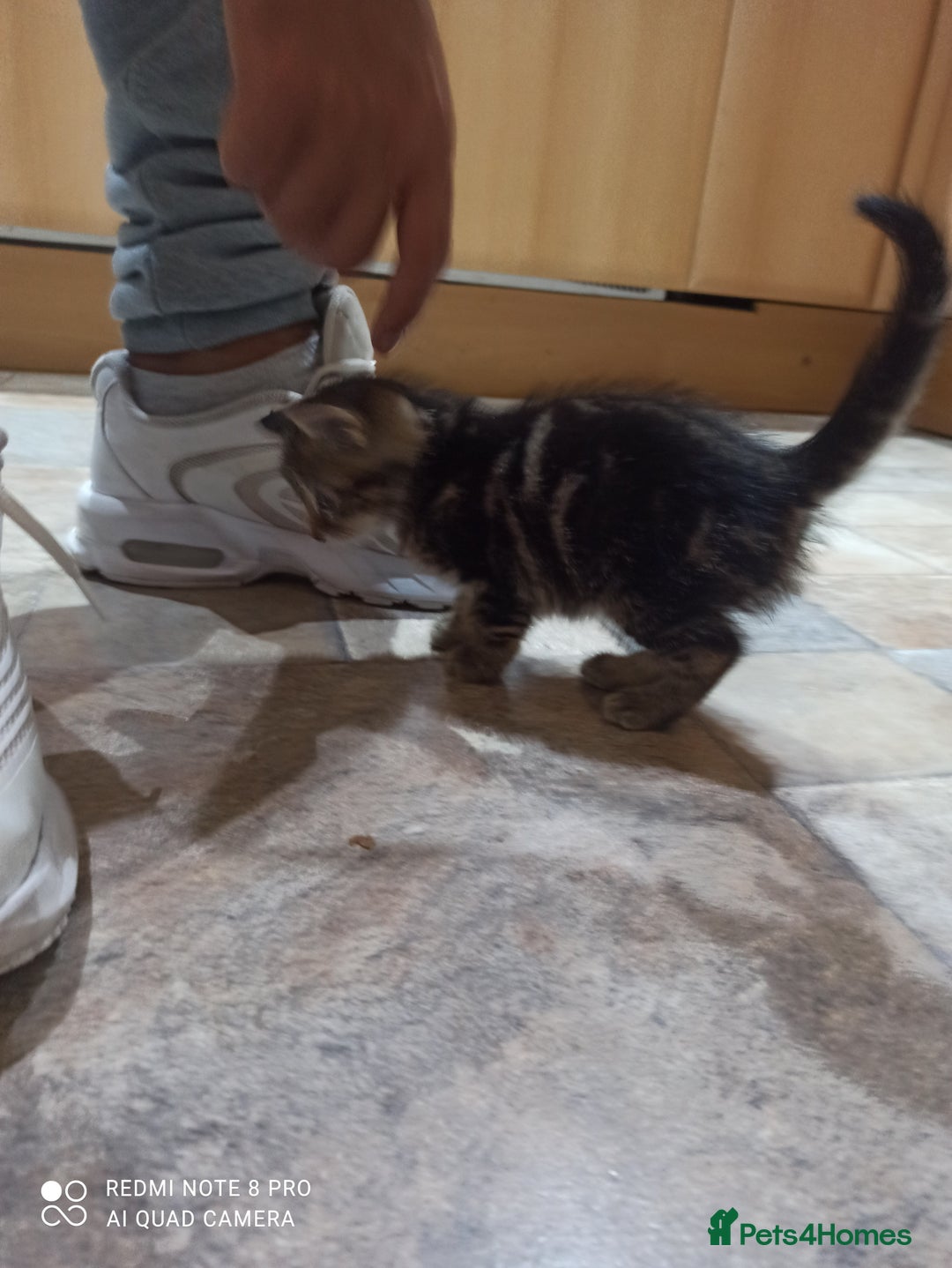 British Shorthair cats for sale: Beautiful tabby kittens - Image 23