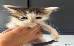 British Shorthair cats for sale: Kittens available BLUES in Axbridge - Image 17