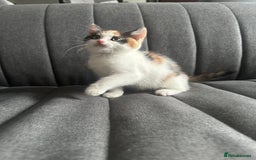 Mixed Breed cats for sale: 1 female kitten with beautiful colors £250 - Image 3