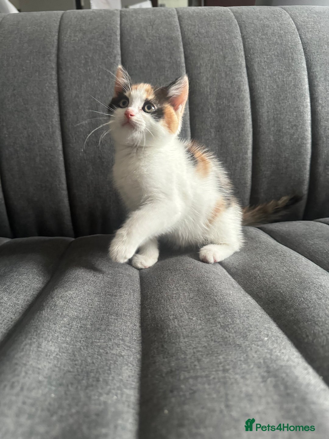 Mixed Breed cats for sale: 1 female kitten with beautiful colors £250 - Image 3