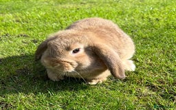 Mini Lop rabbits for sale: Mini lops , LionHead. READY NOW! 13th  - Image 14