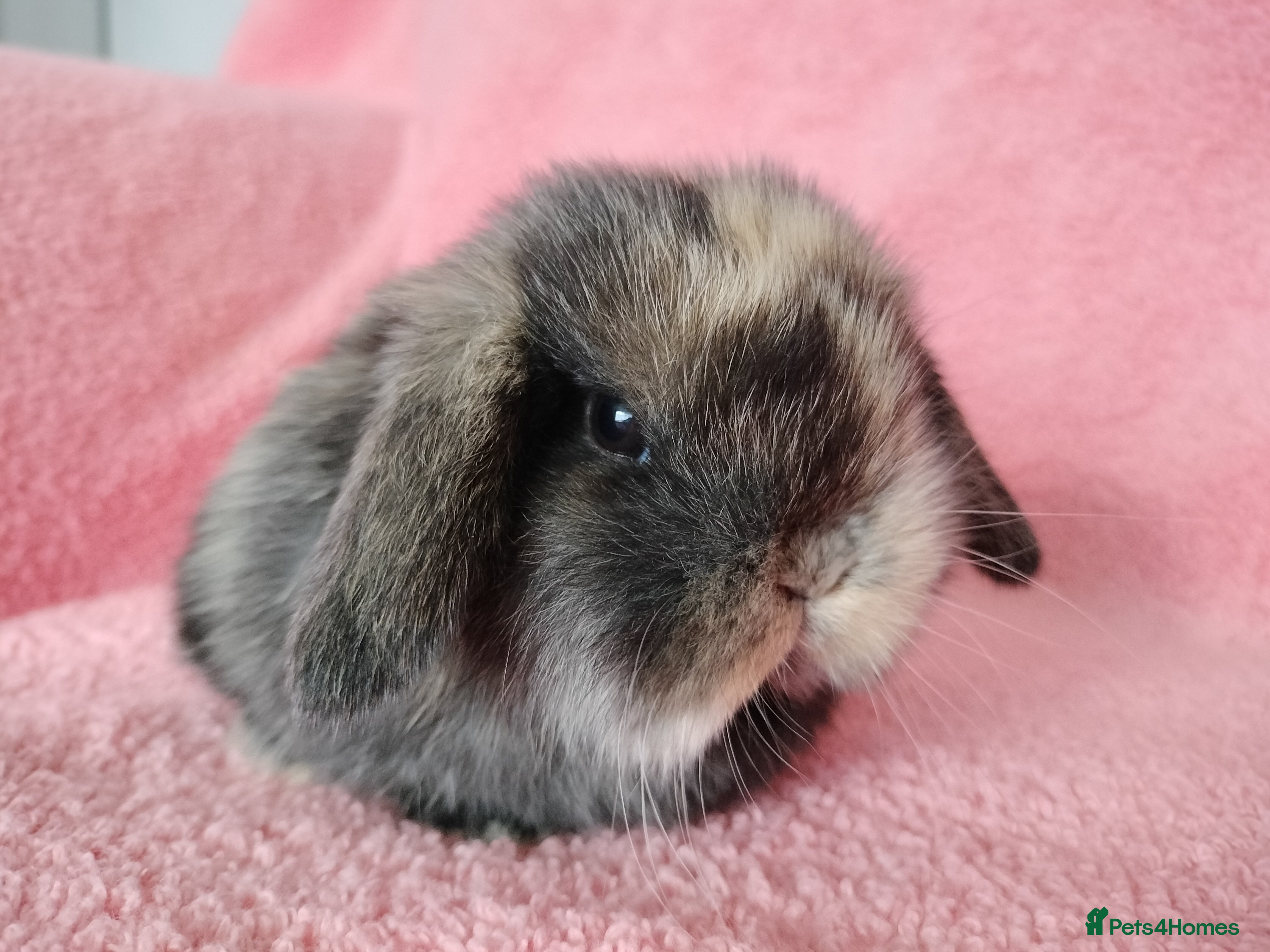 Mini Lop rabbits Baby mini lops for sale  - Advert 1