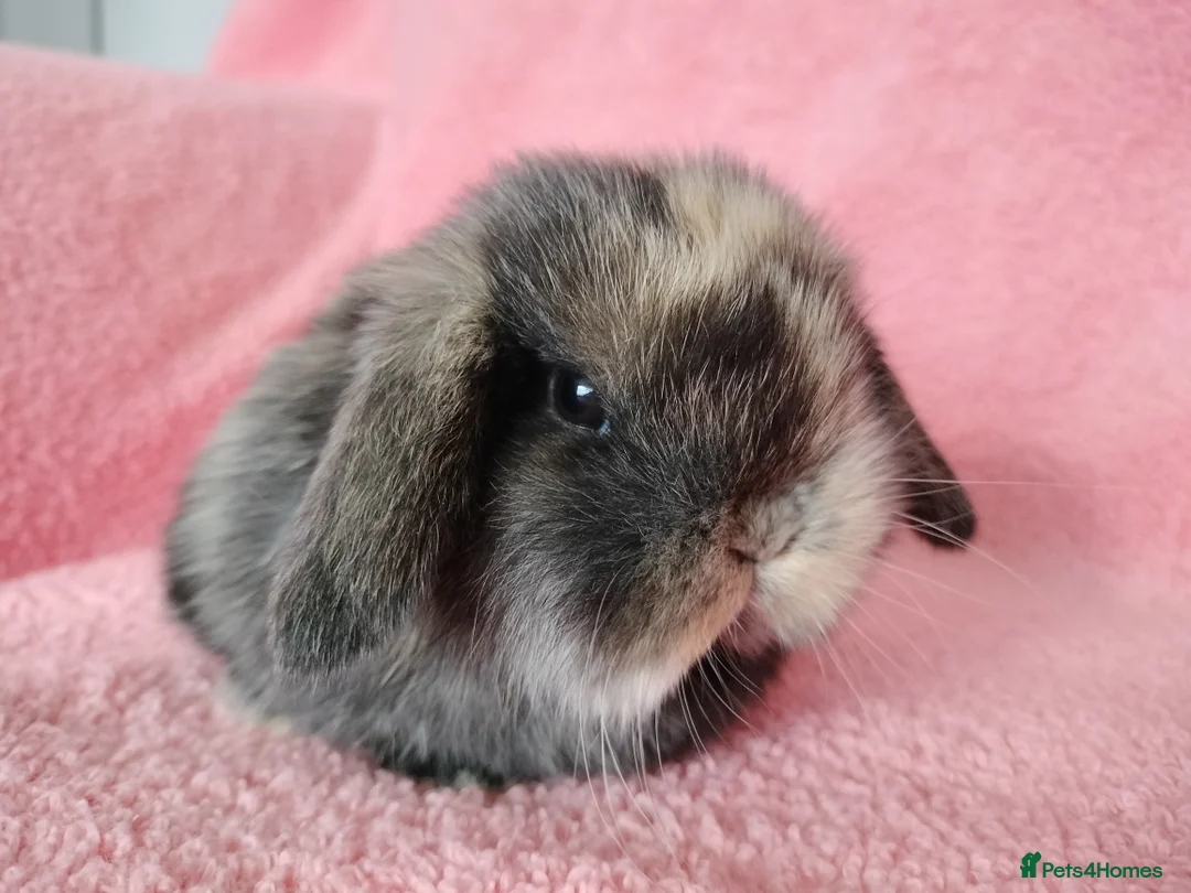 Mini Lop rabbits for sale: Baby mini lops for sale  - Advert 6