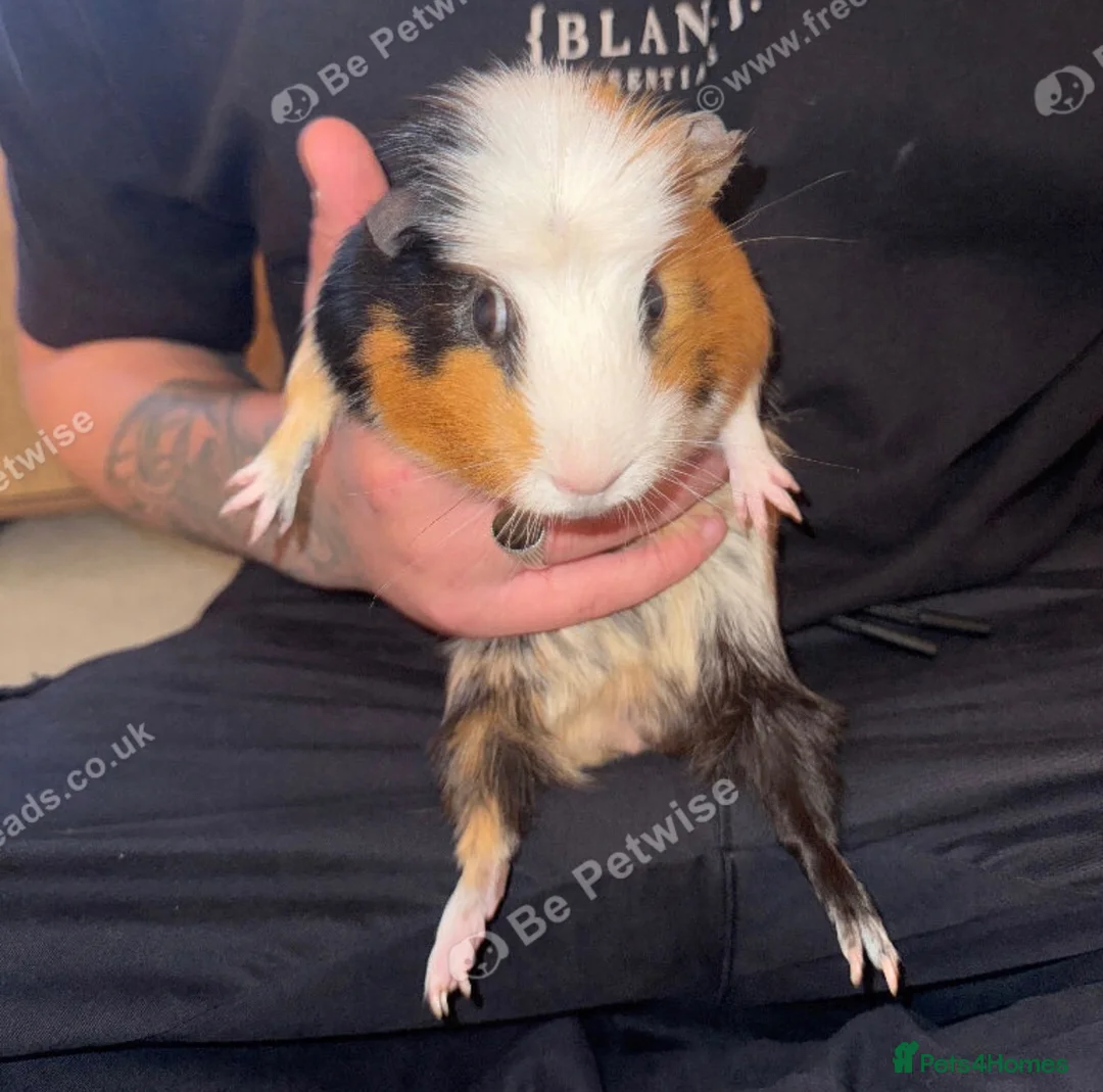 Guinea Pig rodents for sale: 2 female guinea pigs in need of home in Northallerton - Advert 1