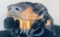 Dachshund dogs for stud: Kc registered standard smooth stud  in Newton Abbot - Image 4