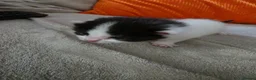 Mixed Breed cats for sale: 3 girl kitties available  in Smethwick - Advert 9