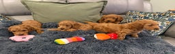 Cockapoo dogs for sale: MINI F1b COCKAPOO Puppies - Advert 5