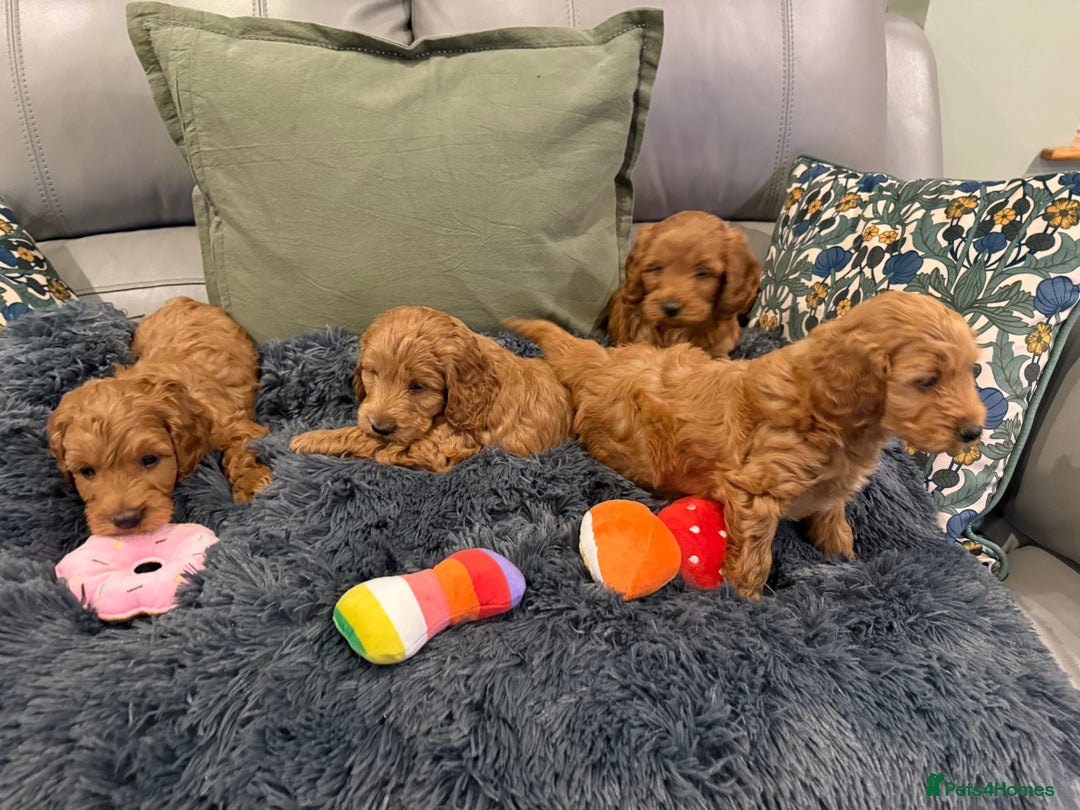 Cockapoo dogs for sale: MINI F1b COCKAPOO Puppies - Advert 5