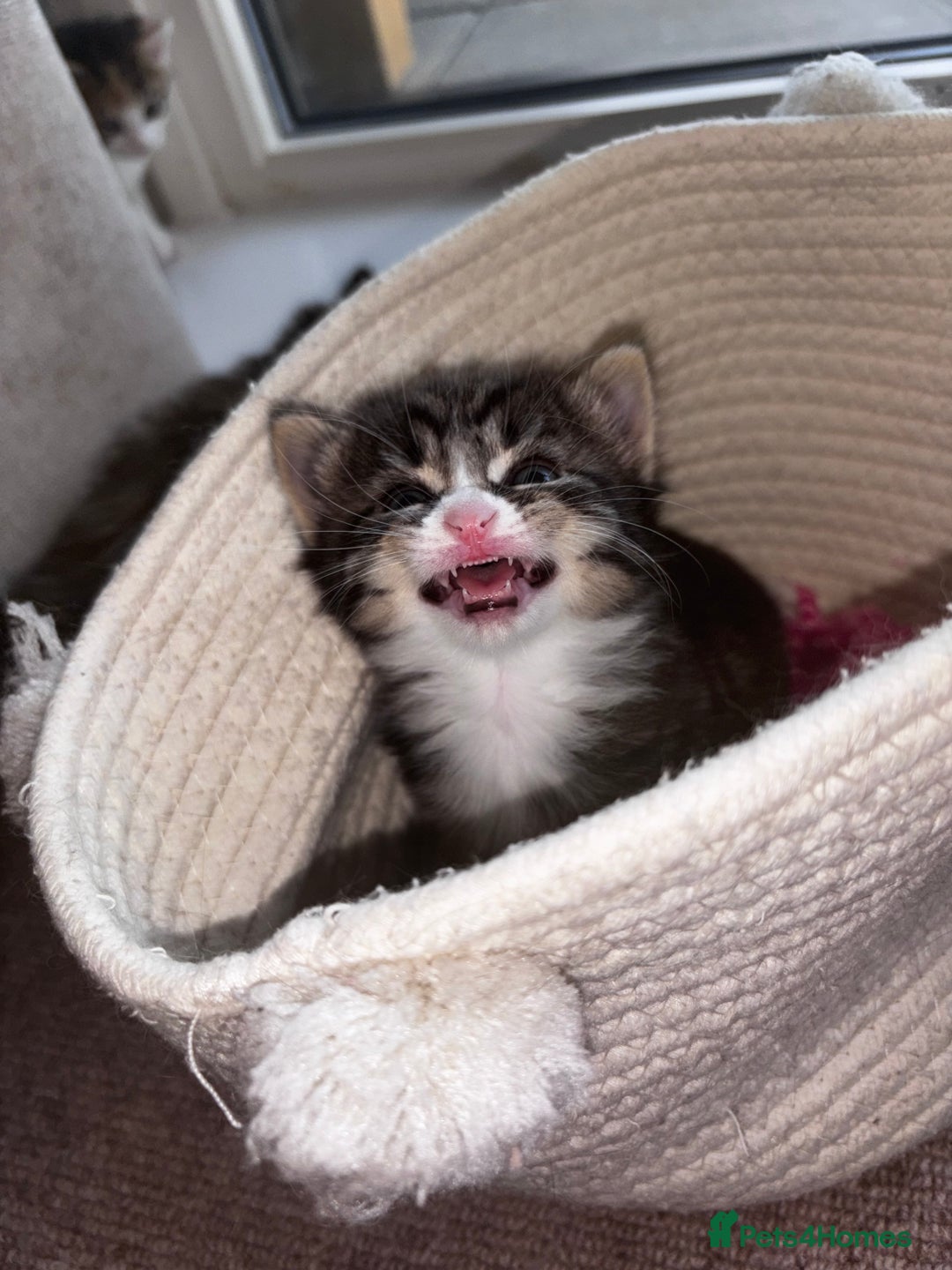 Domestic Shorthair cats for sale: Siberian Mixed (Fluffy Kittens)  - Image 6