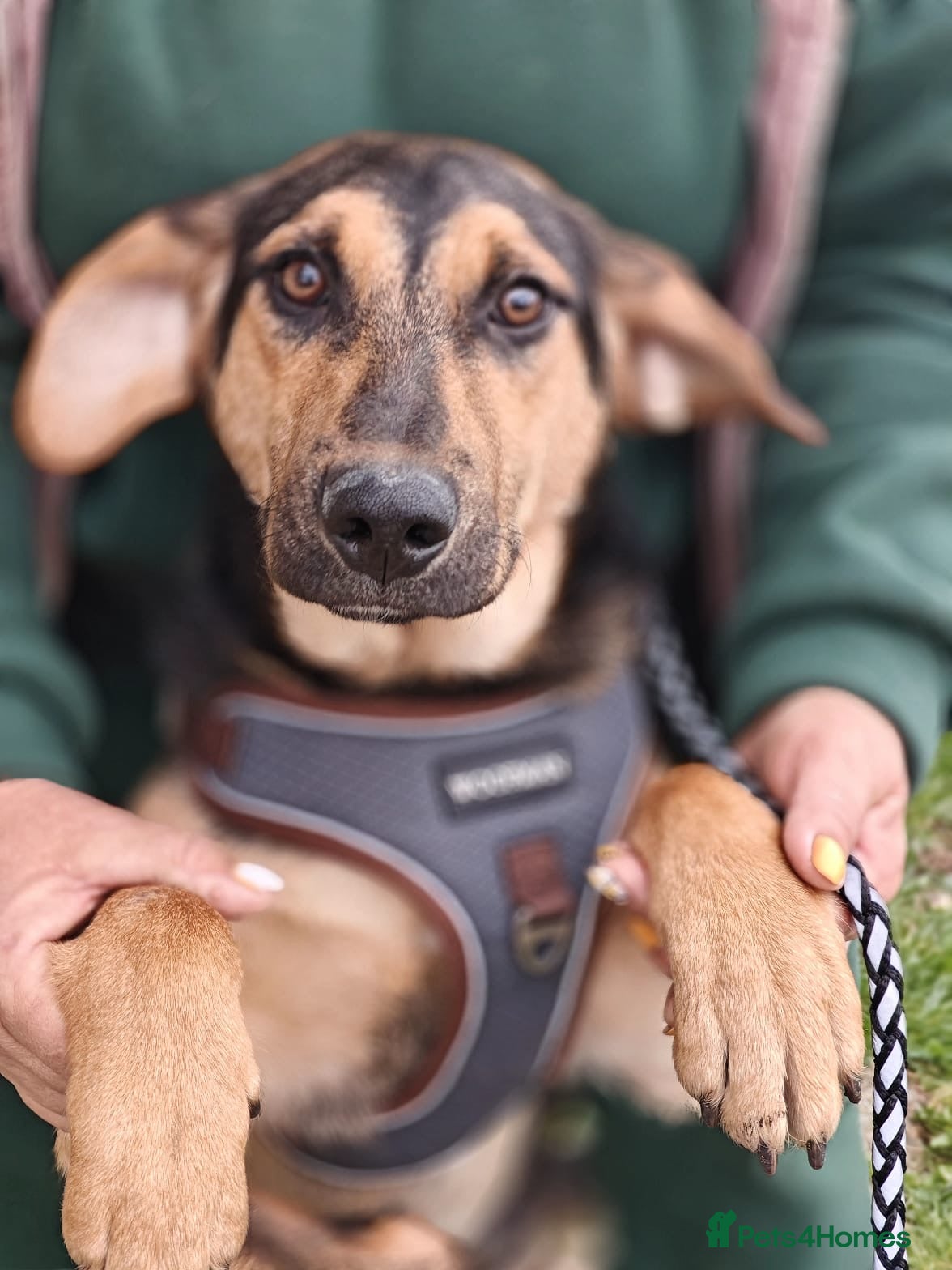 Mixed Breed dogs 💙🐶 MARCO – HE BRINGS YOU HIS TOYS… JUST TO PLAY - Advert 20