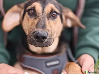 Mixed Breed dogs ๐๐ถ MARCO โ HE BRINGS YOU HIS TOYSโฆ JUST TO PLAY - Advert 20