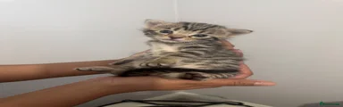 British Shorthair tabby kitten 