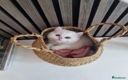 British Shorthair cats for sale: GCCF Chunky Silver tipped health tested parents - Image 13