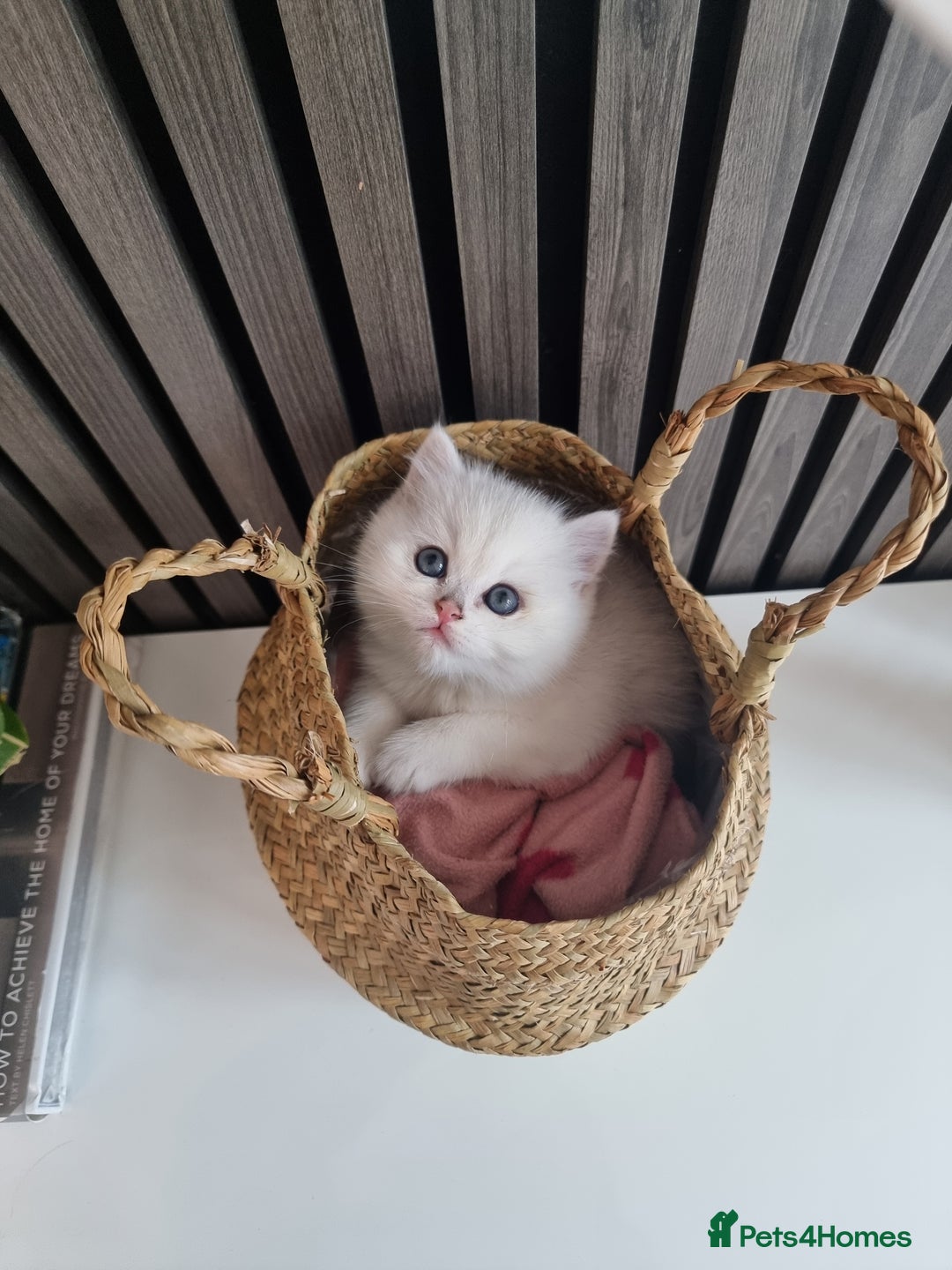 British Shorthair cats for sale: GCCF Chunky Silver tipped health tested parents - Image 13