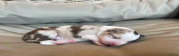 Border Collie dogs for sale: 🐾OUTSTANDING *UNIQUE* BORDER COLLIE PUPPIES🐾 - Advert 4