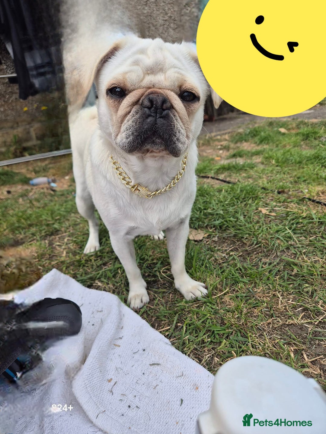 Pug dogs for sale: 4 beautiful pugs  - Image 17