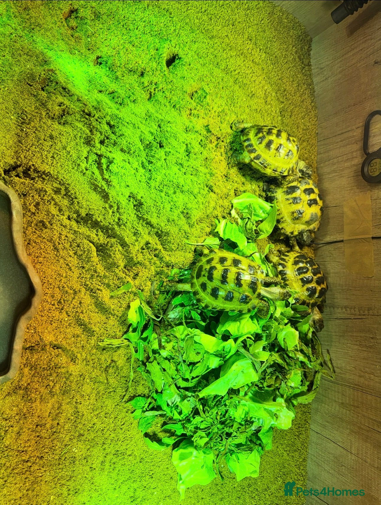 Tortoise reptiles BABY HORSFIELDS AND SET UPS READY NOW!! - Advert 1
