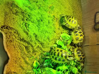 Tortoise reptiles BABY HORSFIELDS AND SET UPS READY NOW!! - Advert 1