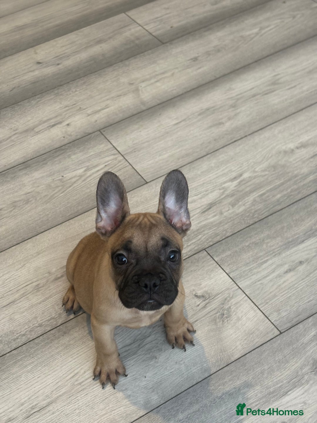 French Bulldog dogs for sale: french bulldog puppy’s  - Advert 2