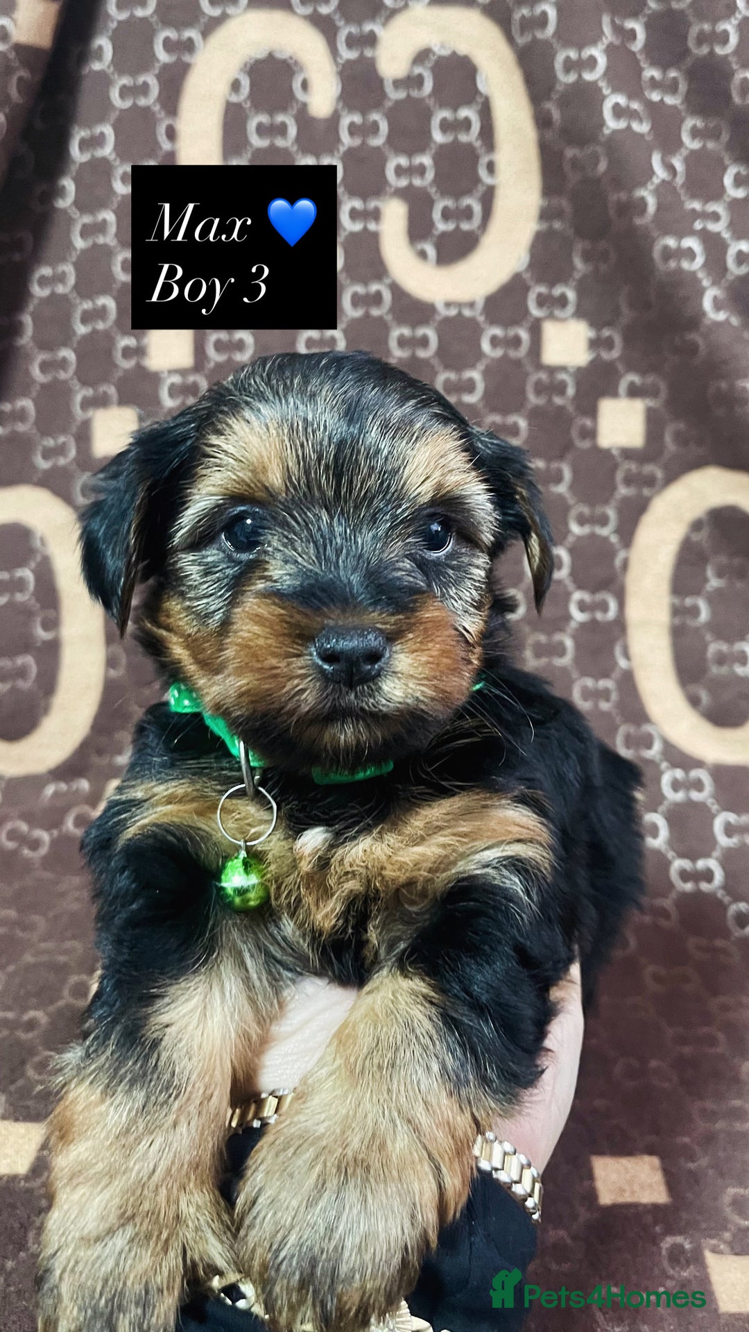 Yorkshire Terrier dogs for sale: Beautiful Yorkshire Terrier Puppies  - Advert 7