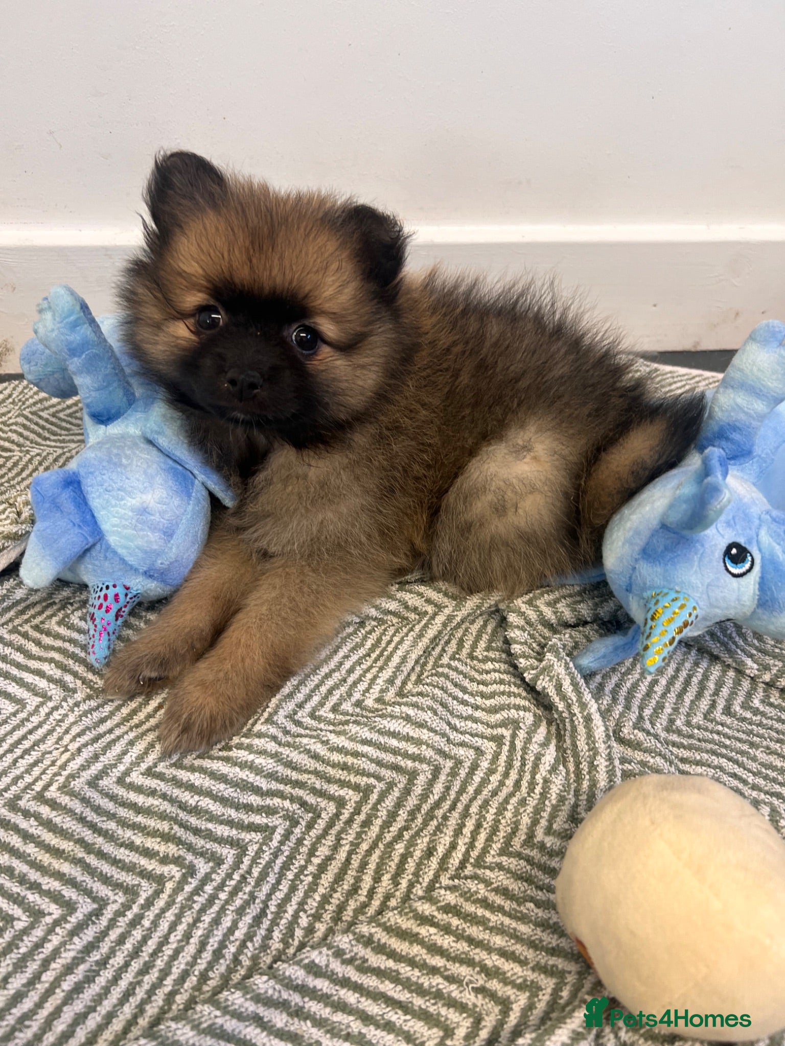 Pomeranian dogs READY FRIDAY Pomeranian Puppies  - Advert 4
