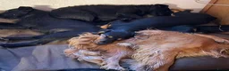 Cocker Spaniel dogs for adoption: Lewy  - Advert 4