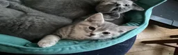 Ragdoll cats for sale: British short hair & ragdoll x - Advert 3