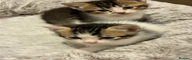 Mixed Breed 3