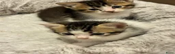 Mixed Breed cats for sale: Kittens for sale - Advert 5