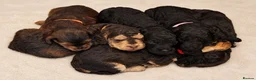 Cockapoo dogs for sale: Extensively DNA Tested Cockapoo Puppies 🧬 - Advert 18