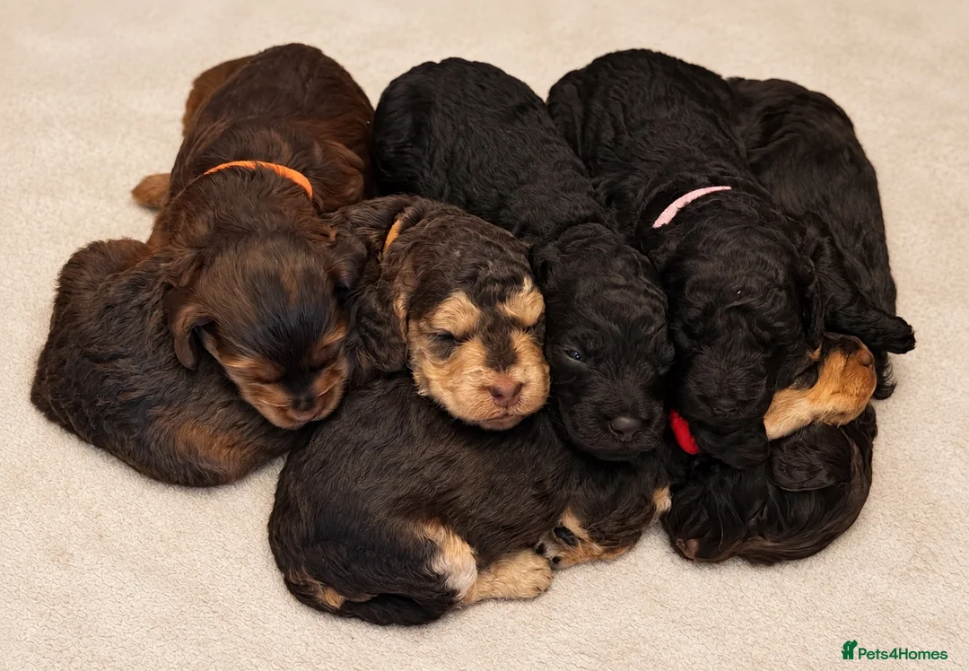 Cockapoo dogs for sale: Extensively DNA Tested Cockapoo Puppies 🧬 - Advert 18