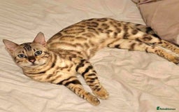 Bengal cats for sale: Bengal Kittens Tica Registered  - Image 15