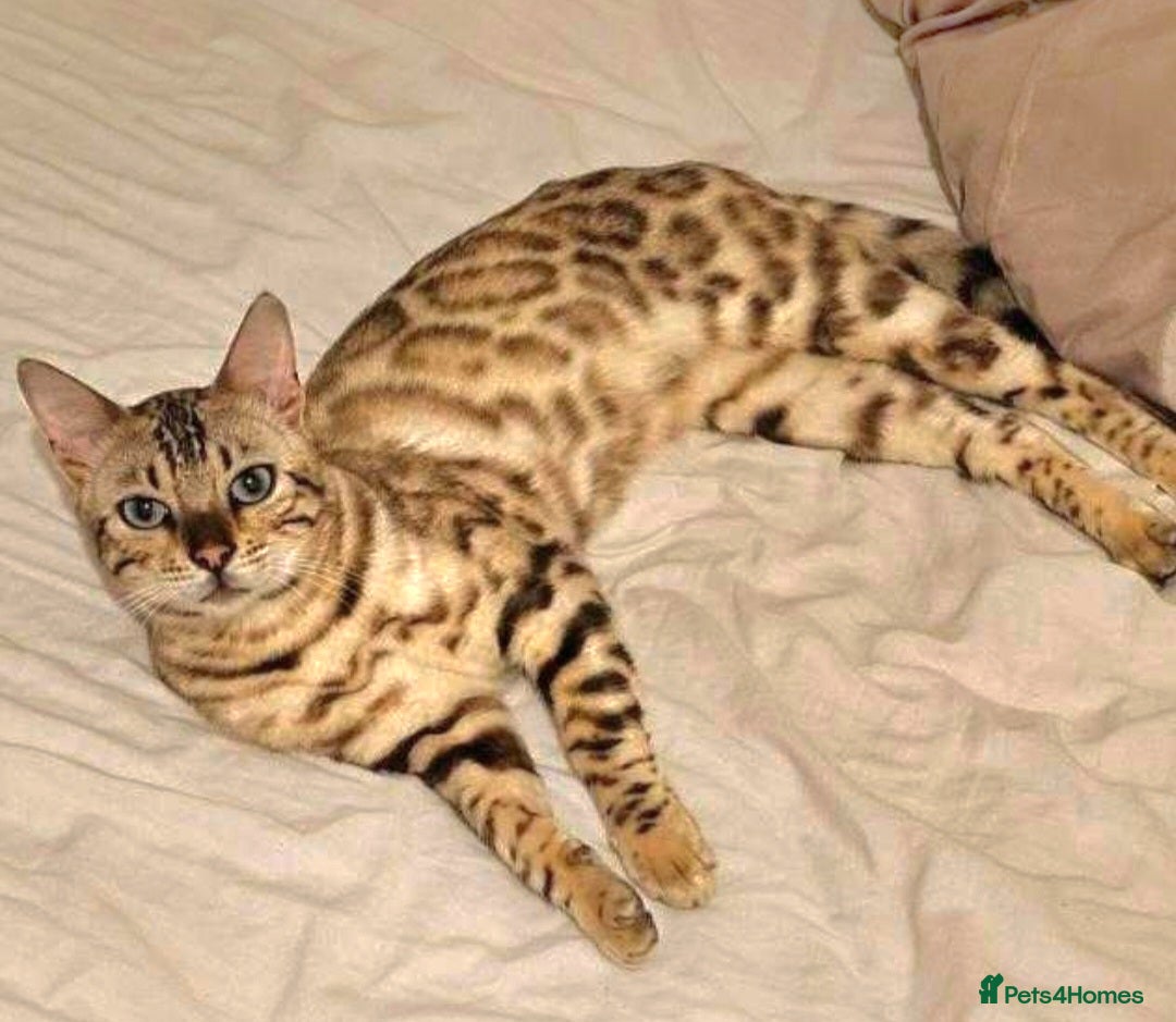 Bengal cats for sale: Bengal Kittens Tica Registered  - Image 15