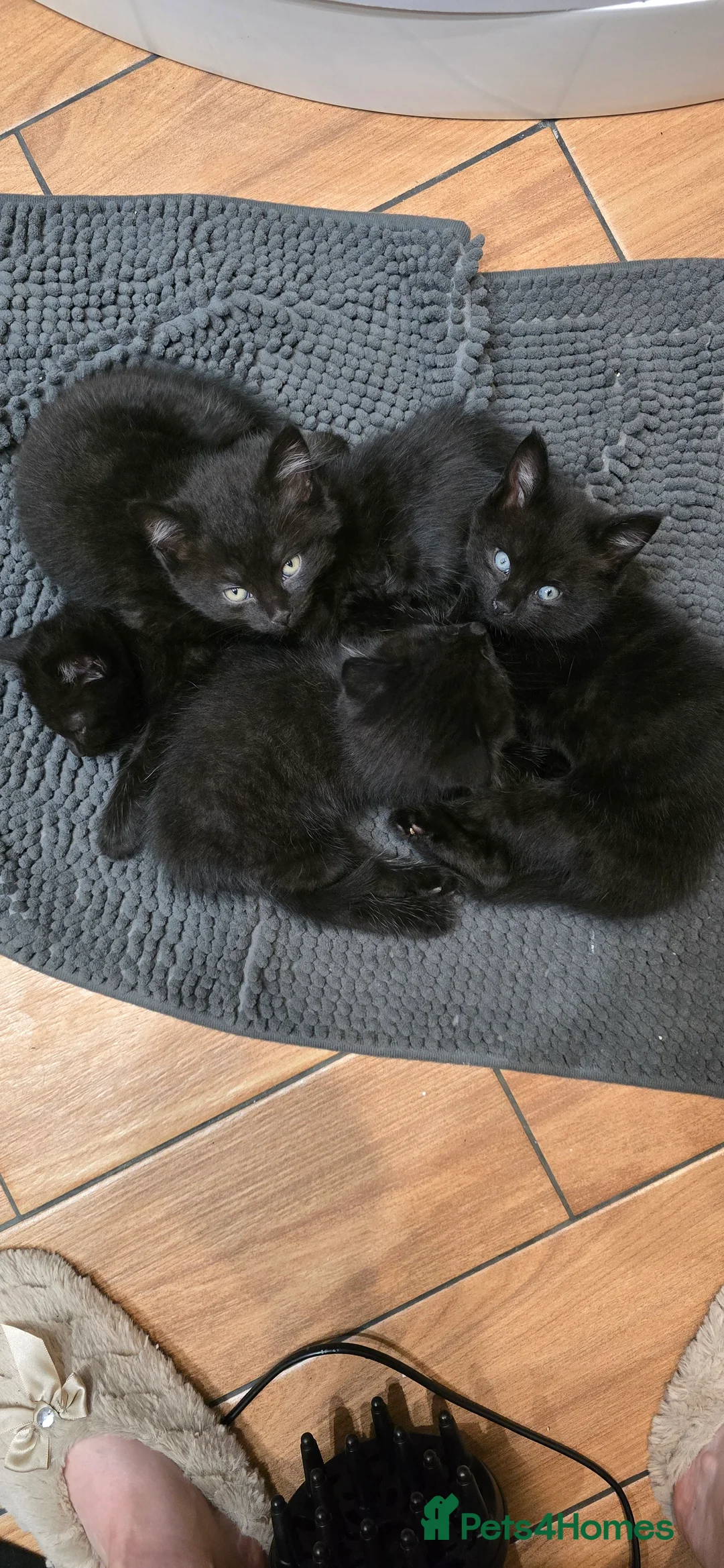 Mixed Breed cats for sale: Adorable Kittens for Sale - Advert 1