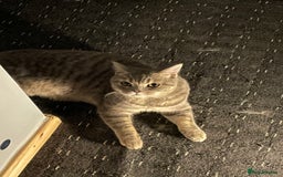 British Shorthair cats for sale: Lilac tabby British shorthair cat - Image 9