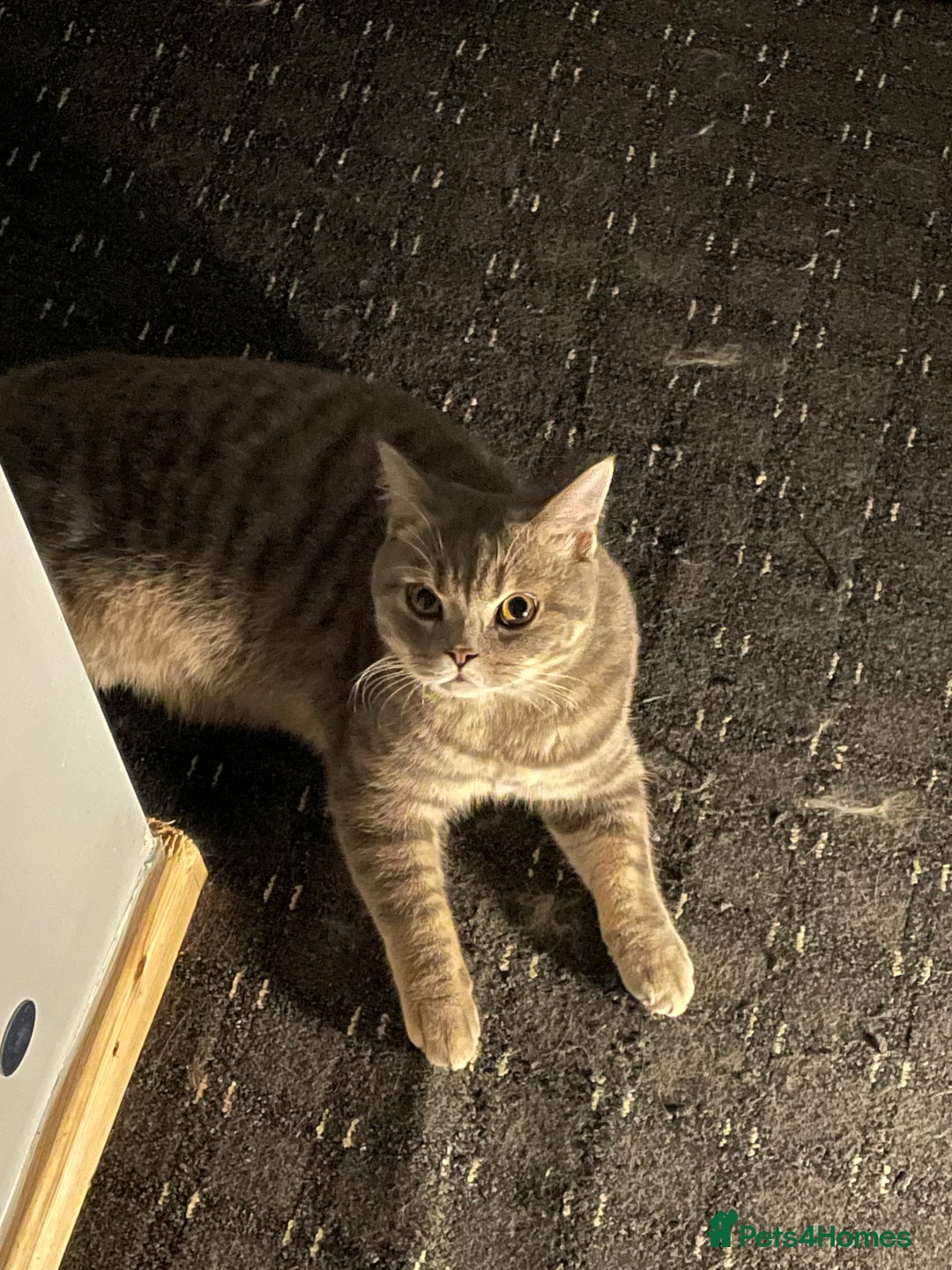 British Shorthair cats for sale: Lilac tabby British shorthair cat - Image 9