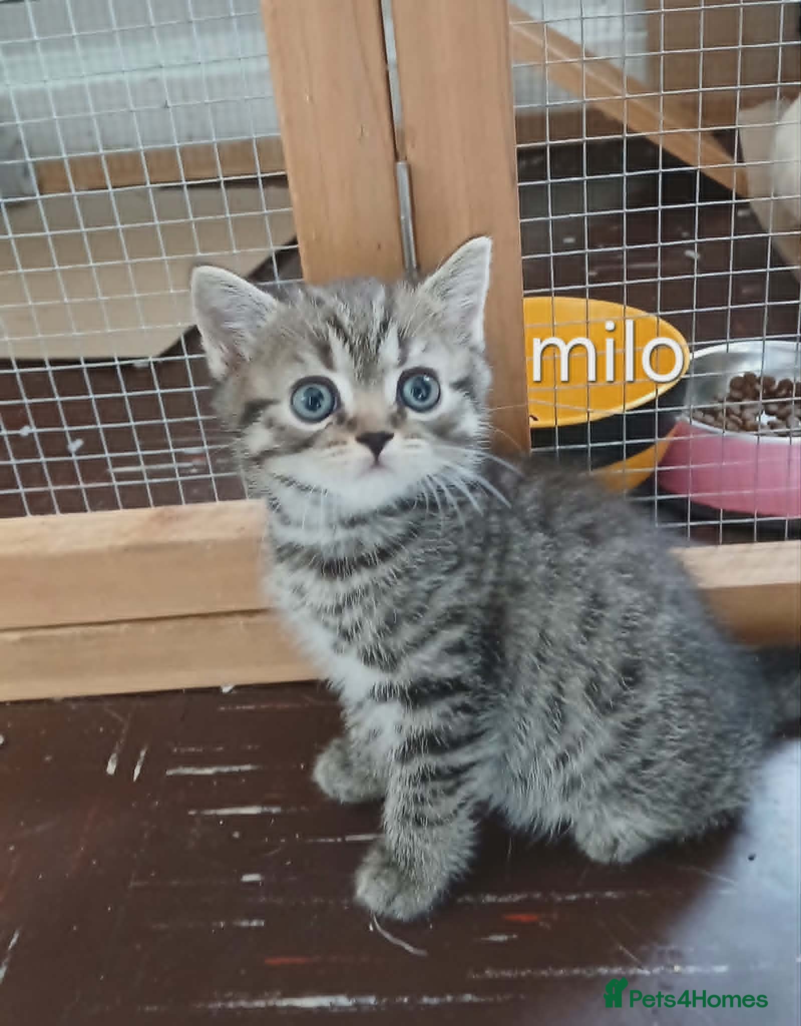 Mixed Breed cats Mixed breed kittens . - Advert 14