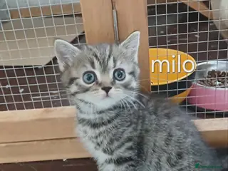 Mixed Breed cats Mixed breed kittens . - Advert 14