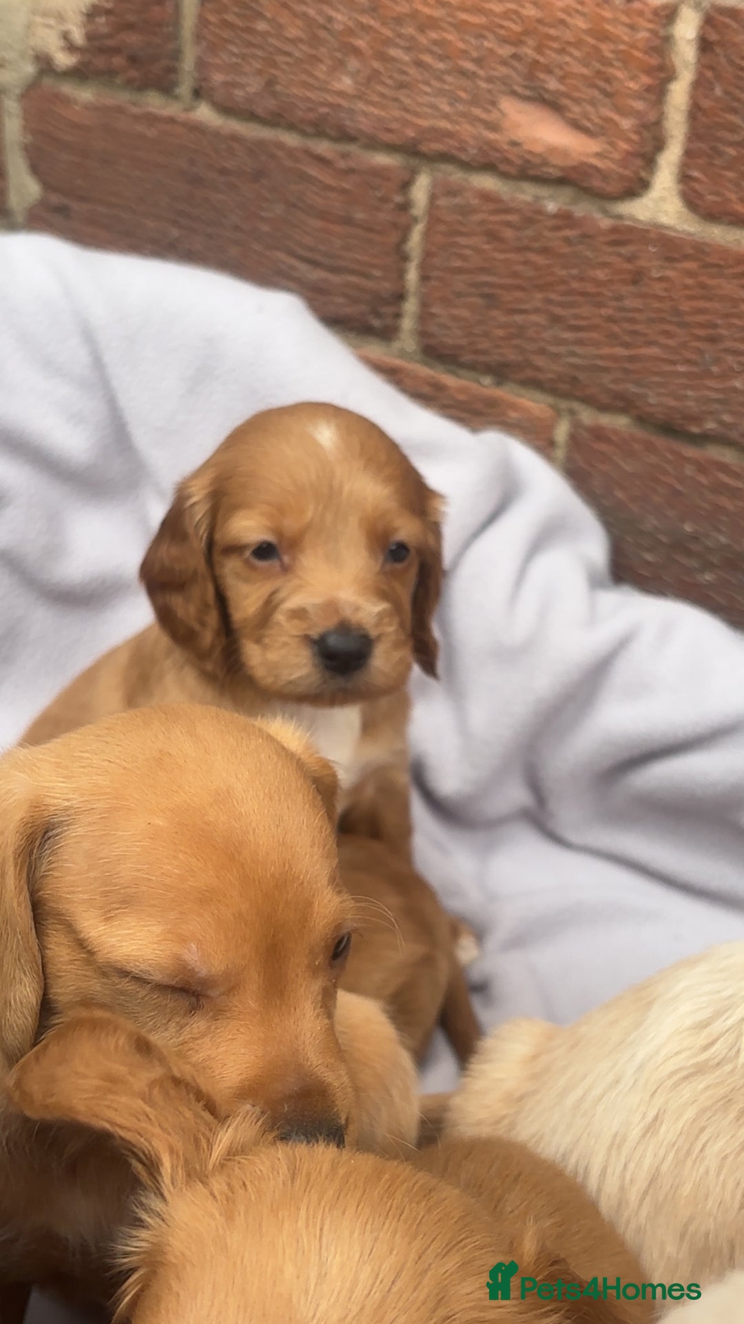 Mixed Breed dogs for sale: Beautiful Sprizla Puppies  - Image 16