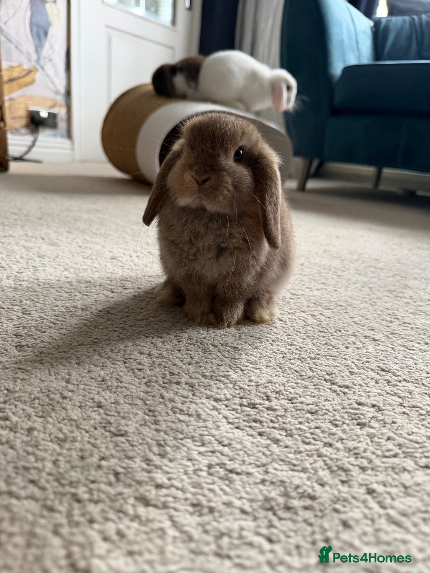 Mini Lop rabbits for sale: mini lops - Advert 1