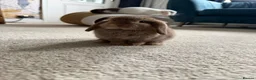 Mini Lop rabbits for sale: mini lops - Advert 1