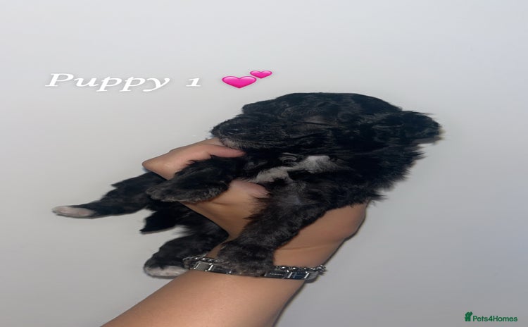 Poochon dogs - Advert 1